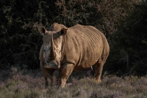 Amakhala Game Reserve : Half Day Guided Big 5 Safari