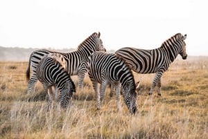 Amakhala Game Reserve : Half Day Guided Big 5 Safari