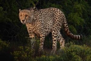 Amakhala Game Reserve : Half Day Guided Big 5 Safari