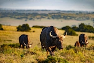 Amakhala Game Reserve : Half Day Guided Big 5 Safari