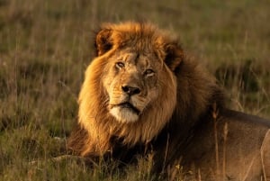 Amakhala Game Reserve : Half Day Guided Big 5 Safari