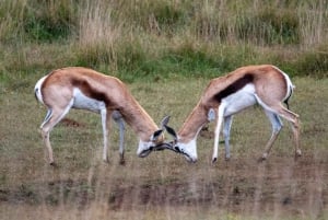Amakhala Game Reserve : Half Day Guided Big 5 Safari
