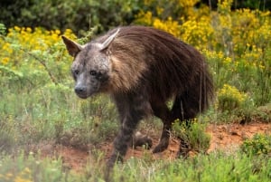 Amakhala Game Reserve : Half Day Guided Big 5 Safari