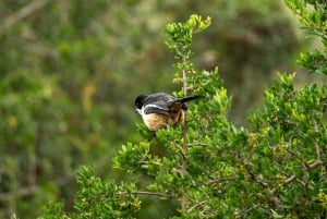 Amakhala Game Reserve : Half Day Guided Big 5 Safari