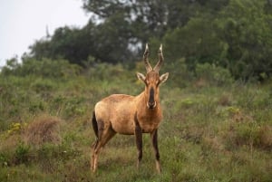 Amakhala Game Reserve : Half Day Guided Big 5 Safari
