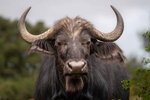 Amakhala Game Reserve : Half Day Guided Big 5 Safari