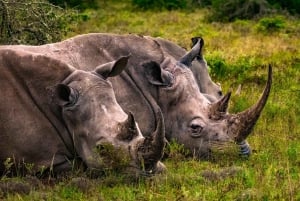 Amakhala Game Reserve : Half Day Guided Big 5 Safari