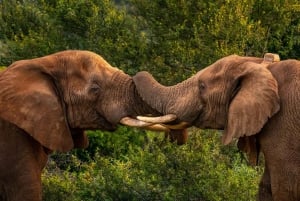 Amakhala Game Reserve : Half Day Guided Big 5 Safari