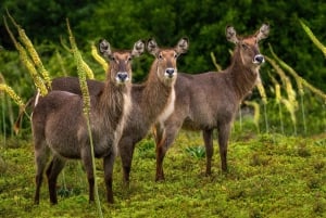 Amakhala Game Reserve : Half Day Guided Big 5 Safari