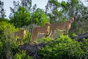 Amakhala Game Reserve : Half Day Guided Big 5 Safari
