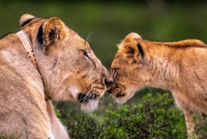 Amakhala Game Reserve : Half Day Guided Big 5 Safari