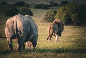 Amakhala Game Reserve : Half Day Guided Big 5 Safari