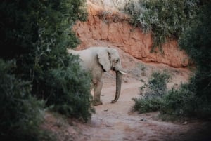 Amakhala Game Reserve : Half Day Guided Big 5 Safari