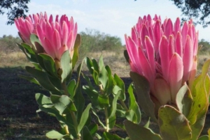 Baviaanskloof Reserve Private Full-Day Safari