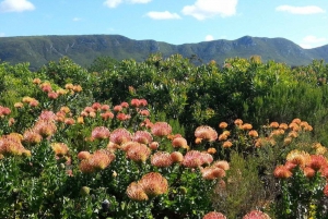 Baviaanskloof Reserve Private Full-Day Safari