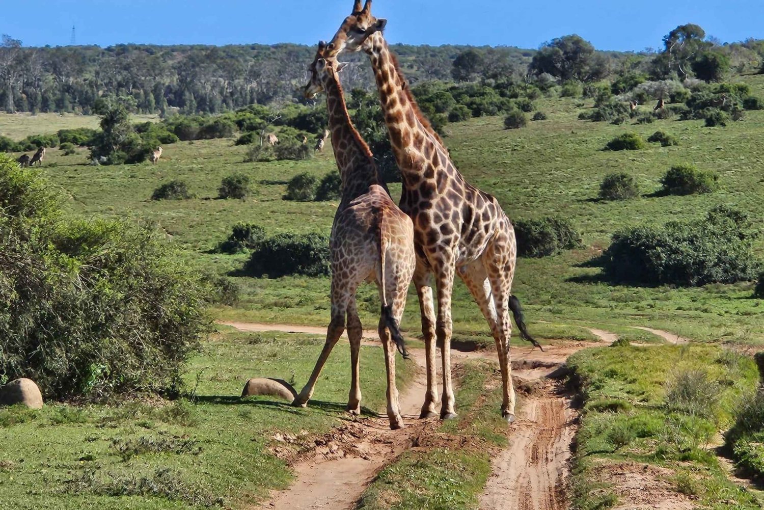 Bellevue Forest: Giraffen-Tracking-Abenteuer