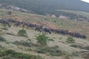 Parc national d'Addo et safari d'une journée à Schotia avec déjeuner