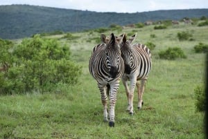 Parc national d'Addo et safari d'une journée à Schotia avec déjeuner