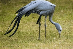 Parc national d'Addo et safari d'une journée à Schotia avec déjeuner