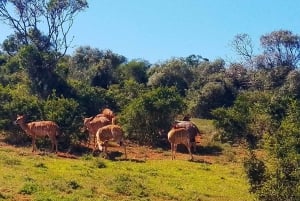 Parc national d'Addo et safari d'une journée à Schotia avec déjeuner