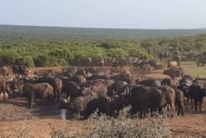 Parc national d'Addo et safari d'une journée à Schotia avec déjeuner