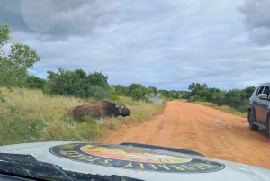 Privat safari i Addo Elephant Park & upphämtning/avlämning