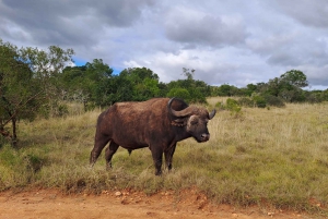 Privat safari i Addo Elephant Park & upphämtning/avlämning