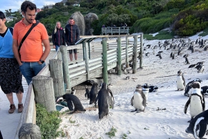 Cap de Bonne Espérance, Chapman's Peak Drive, Pingouins, Phoques
