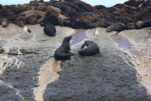 Cap de Bonne Espérance, Chapman's Peak Drive, Pingouins, Phoques