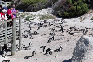 Cap de Bonne Espérance, Chapman's Peak Drive, Pingouins, Phoques