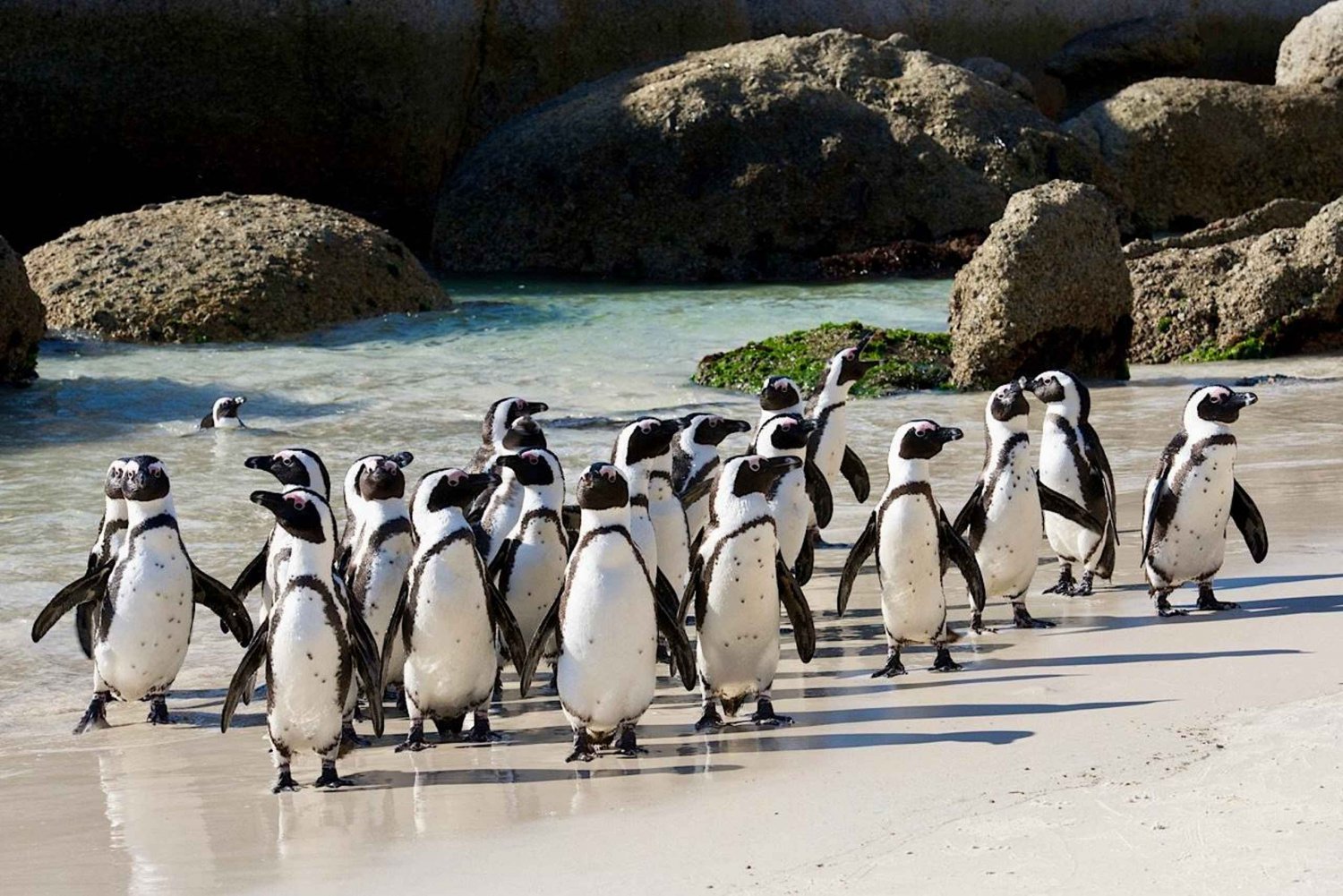 Visite en petit groupe du Cap de Bonne Espérance et des pingouins au départ du Cap