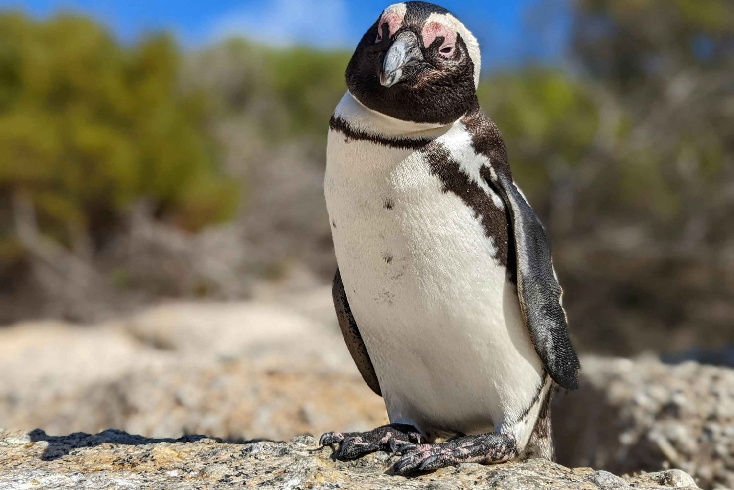 Cape Point Odyssey: A Coastal Journey Beyond Boundaries