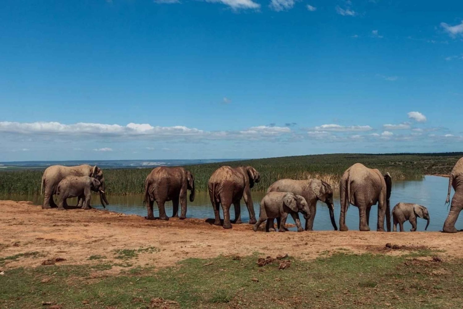 Кейптаун: 10-дневный тур по Гарден-Рут, винодельческим регионам и Кейп-Пойнт