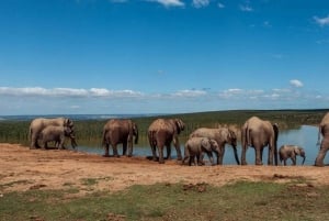 Кейптаун: 10-дневный тур по Гарден-Рут, винодельческим регионам и Кейп-Пойнт