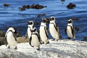 Кейптаун: 10-дневный тур по Гарден-Рут, винодельческим регионам и Кейп-Пойнт