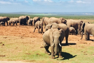 Kaapstad: 4-daags Tuinroute avontuur