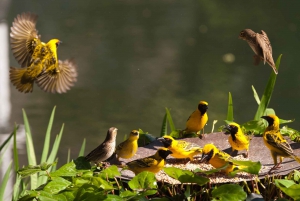 Ciudad del Cabo: Tour privado de 4 días por la Ruta Jardín con alojamiento