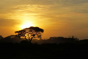 Kapstaden: 7-dagars safariäventyr på Garden Route