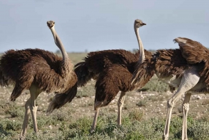 Kapstaden: 7-dagars safariäventyr på Garden Route