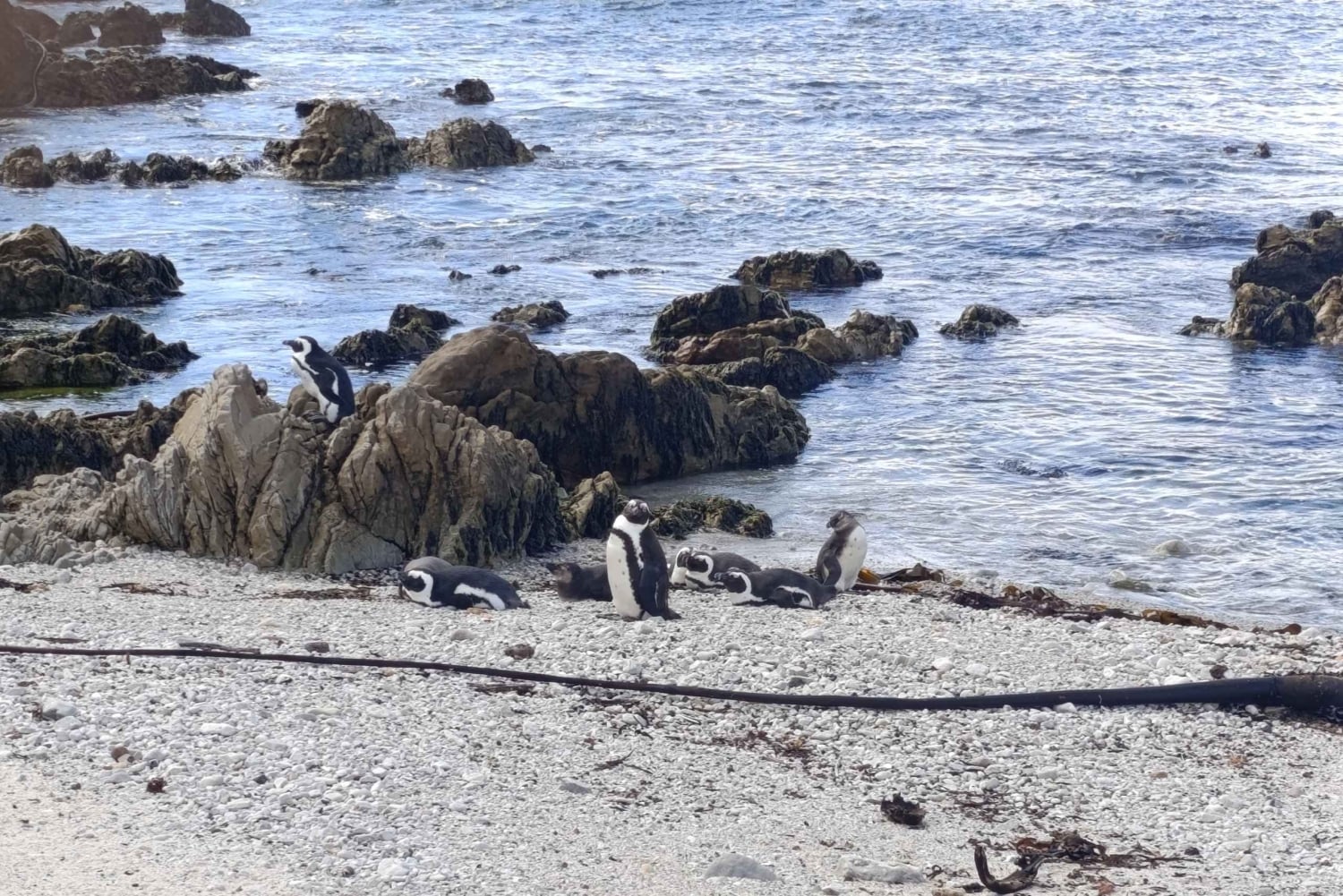 Cape Town: 7-dagers Garden Route-tur med vinsmaking