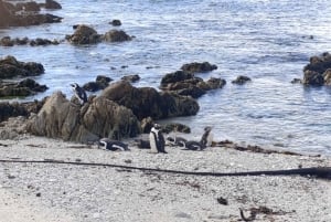 Cape Town: 7-dagers Garden Route-tur med vinsmaking