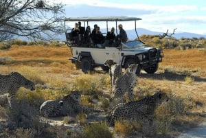 Ciudad del Cabo: Experiencia de 7 días en grupo reducido por la Ruta Jardín