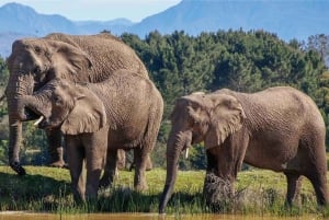 Ciudad del Cabo: Experiencia de 7 días en grupo reducido por la Ruta Jardín