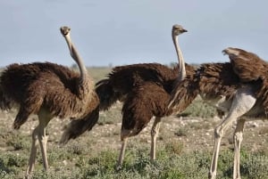 Ciudad del Cabo: Experiencia de 7 días en grupo reducido por la Ruta Jardín