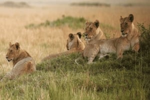 Кейптаун: 7-дневный тур в небольшой группе по Садовому маршруту