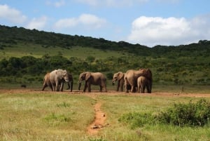 Kapsztad: 9-dniowa wycieczka wzdłuż wybrzeża i trasy Garden Route z Addo