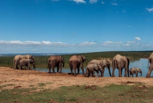 Kapsztad: 9-dniowa wycieczka wzdłuż wybrzeża i trasy Garden Route z Addo