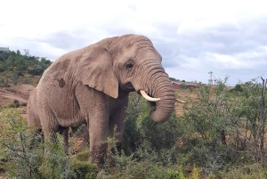 Città del Capo: 9 giorni sulla costa del Capo e sulla Garden Route con tour di Addo