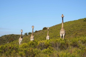 Città del Capo: 9 giorni sulla costa del Capo e sulla Garden Route con tour di Addo