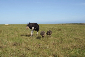 Città del Capo: 9 giorni sulla costa del Capo e sulla Garden Route con tour di Addo
